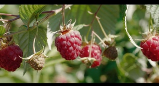 Gulining damlamasi ilon va chayon zaxriga davo meva