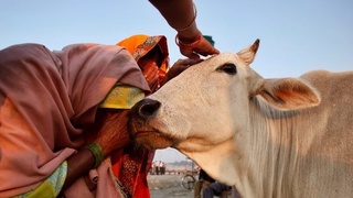 Сигир сўйганлар 10 йилгача озодликдан маҳрум этилиши мумкин...