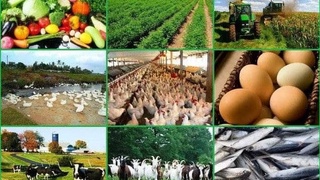 Қишлоқ хўжалиги: қайси тармоқ етакчи ўринда?