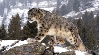 Камеры фотоловушек в Узбекистане засняли снежного барса