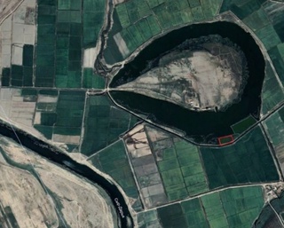 Gʻalla va sholichilik uchun ajratilgan yer maydonini oʻzboshimchalik bilan egallab olgan MCHJ rahbari aniqlandi