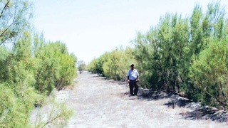 Утверждена Концепция развития системы лесного хозяйства Республики Узбекистан до 2030 года