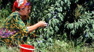 Наука, технологии и инновации - ключ к преобразованию агропродовольственных систем в Центральной Азии