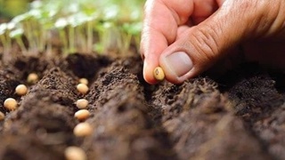 Ilk marta sabzavot, poliz, dukkakli, moyli va boshqa ekinlarning sara urugʻligini yetishtirish joriy etilmoqda