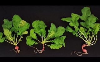 Olimlar Mars tuprog'ida sabzavot yetishtirishdi