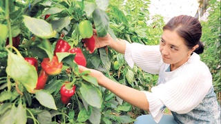 Войлочная теплица: инновационное решение сокращения расходов