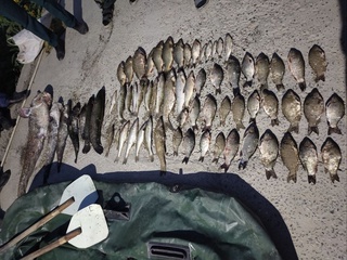 68 dona baliq noqonuniy ovlangani aniqlandi