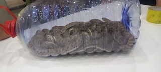 В Ташобласти задержан гражданин за попытку вывоза из Узбекистана 15 змей, занесенных в Красную книгу