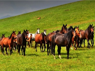 Отлар сони бўйича қайси ҳудуд етакчи?
