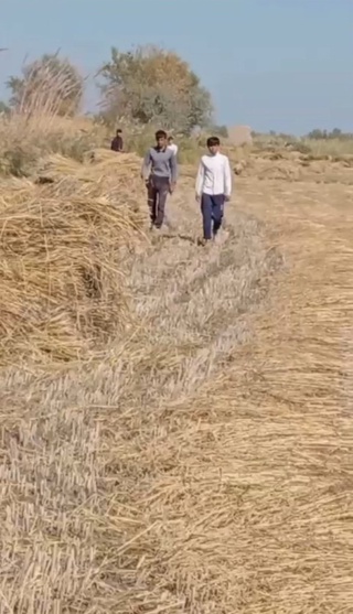 Xorazmda o‘quvchilar majburiy mehnatga jalb qilingani aytildi