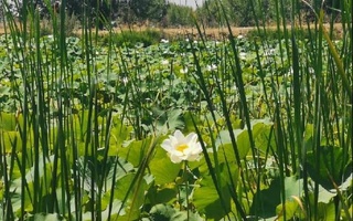 Фермеры из Китая создали в Ташкентской области лотосовое озеро
