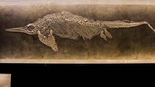 Шотландияда фуқаро уй ҳовлисида қадимий дельфиннинг суякларини топди