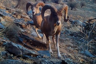 Қизилқум архари фотоқопқонга тушиб қолди