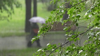 In Uzbekistan, the temperature will drop to +16 degrees in the second half of the week, and it will rain