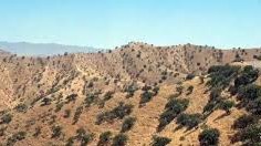 Узун туманидаги Боботоғ ҳудудида 27 минг гектар ерга писта экилади