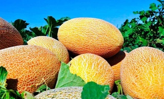 В мае-августе 2023 года Узбекистан расширил географию экспорта дыни