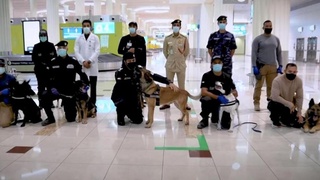 В аэропорту Дубая коронавирус будут искать собаки