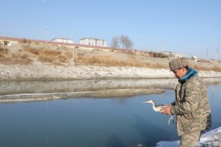 4-sinf o‘quvchisi yovvoyi qushni parvarishladi