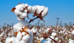 Мақсад – мавсумда уюшқоқликни таъминлаш