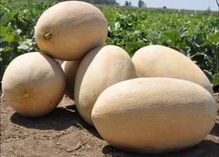 Qaysi hudud qovun va tarvuz eksportida yetakchi?