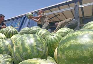 Термиз туманининг хуштаъм тарвузлари Қозоғистонга экспорт қилинмоқда