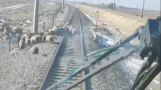 Навоийда Афросиёб поезди бир неча бош қўйни босиб кетди