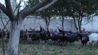 Томорқачилар тажрибаси оммалашмоқда