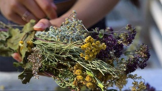 Ученые доказали эффективность экстракта полыни против коронавируса