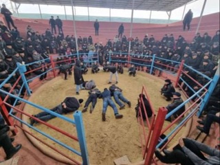 “Xoʻroz urushtirish” uchun sharoit yaratib bergan shaxslar ushlandi