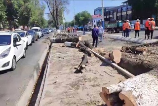 В Минэкологии объяснили причины вырубки 29 деревьев в Чиланзарском районе столицы