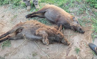 Сурхондарёда ноқонуний ов қилганлар ушланди