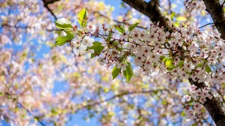 Oʻzbekiston hududiga nam oʻrta yer dengizi havosining bir qismi kirib kelishi kutilmoqda — “Oʻzgidromet”