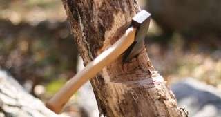 Moratoriy sabab soʻnggi olti oyda 453 238 ta daraxt kesilishining oldi olindi — deputat