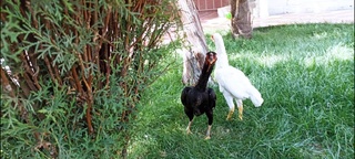 Аҳоли фаровонлиги йўлида яна бир муҳим лойиҳа