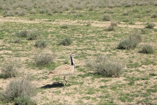 Ноёб қушлар табиатга қўйиб юборилди