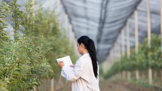Согласно постановлению, будет создан Институт сельского хозяйства и агротехнологий Каракалпакстана