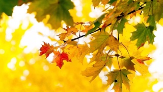 Прогноз погоды на 19 ноября