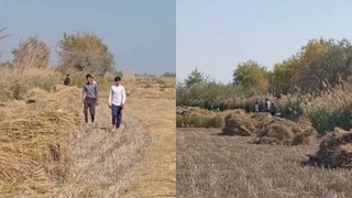 В Хорезме оштрафовали фермера, привлекшего школьников к уборке риса