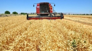 Конимехда 10 кунда ғалла ўрилиб, йиғиштириб олинди