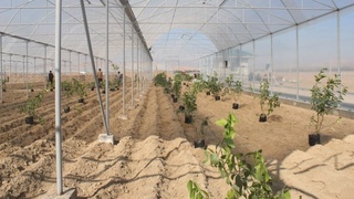 Попда лимончиликка ихтисослашган иссиқхоналар ташкил этилади