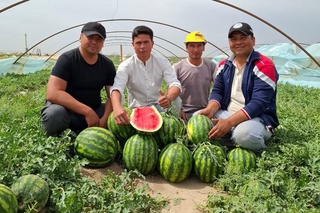 Кўкдала туманида етиштирилаётган тарвузлар пишди