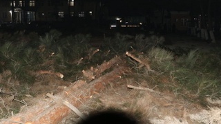 Andijonda 12 tup daraxt kesilishi yuzasidan obodonlashtirish boshqarmasi boshligʻiga jinoyat ishi qoʻzgʻatildi