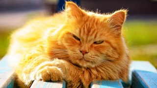 Февраль продолжает радовать узбекистанцев аномальным теплом