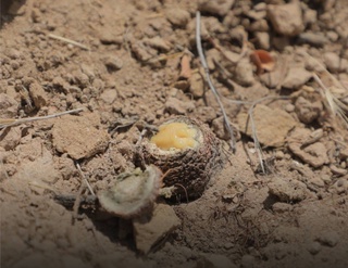 Surxondaryoliklar tabiatga 300 milliondan ziyod zarar keltirdi