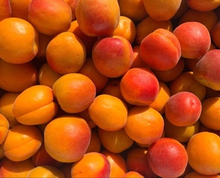 Узбекистан может выйти на второе место в мире по экспорту свежего абрикоса