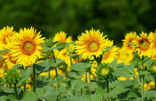 Respublikada moyli ekinlarni yetishtirish rivojlantiriladi