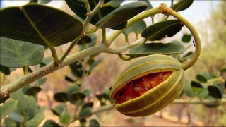 3 миллион 244 минг долларга ковул экспорт қилинди