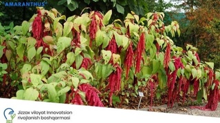 Жиззах вилоятида амалга ошириладиган лойиҳа молиялаштирилади