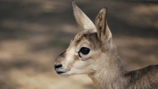 Сохранение окружающей среды - приоритетная задача