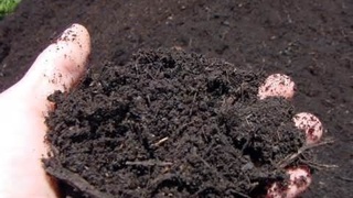 Ёмғир чувалчанглари уч ой қилган ишни бразилия пашшаси личинкалари бир ҳафтадаёқ уддалайди